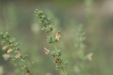 Visianis savory leaves and small flowers - Latin name - Satureja visianii