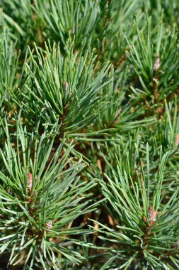 Walter Pine - Latince adı - Pinus sylvestris Watereri