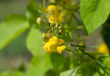 Black gram leaves and yellow flowers - Latin name - Vigna mungo