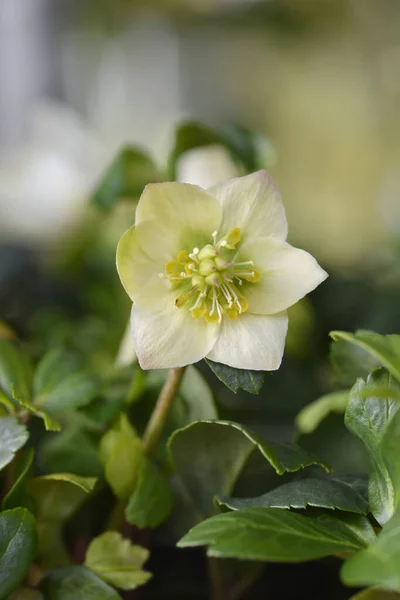Lenten Rose White Flower Latin Name Helleborus Orientalis Hybids — Stock Photo, Image