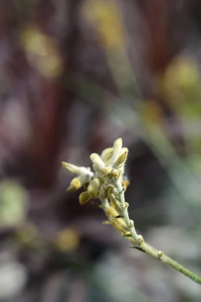Kangaroo Paw Flower Buds Latin Name Anigozanthos Hybrids — стокове фото