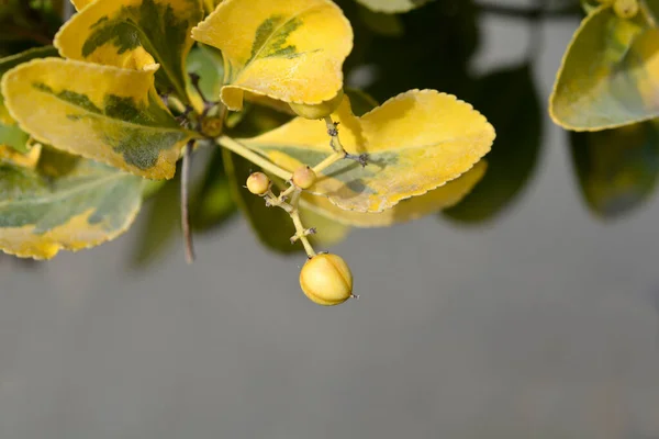 Japanes Spindle Aureus Branch Fruit Latin Name Euonymus Japonicus Aureus — Stock Photo, Image