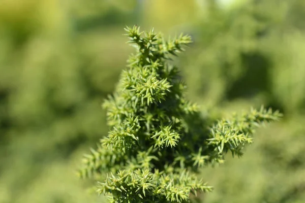 Japanese Cedar Twinkle Toes Branches Latin Name Cryptomeria Japonica Twinkle — Stock Photo, Image