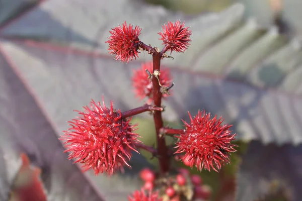 Castorolie Plant Carmencita Fruit Latijnse Naam Ricinus Communis Carmencita — Stockfoto