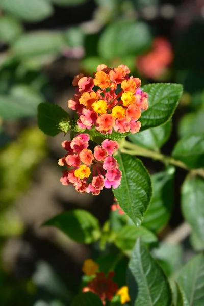 Shrub Verbena Flower Close Latin Name Lantana Camara — Stock Photo, Image