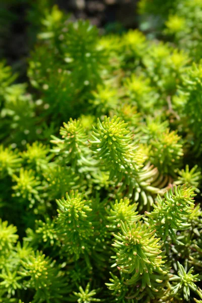 Rock Stonecrop Angelina Leaves Latin Name Sedum Rupestre Angelina — Stock Photo, Image