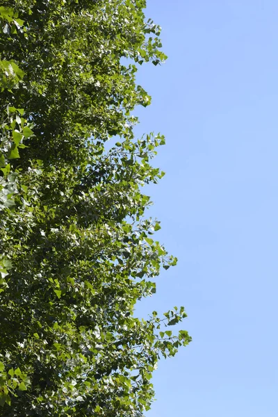 Rami Pioppo Lombardo Con Foglie Verdi Contro Cielo Blu Nome — Foto Stock