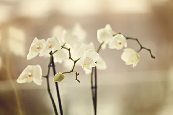 Fragile orchids — Stock Photo, Image