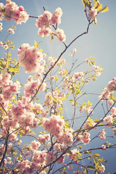 Cherry blossoms — Stock Photo, Image