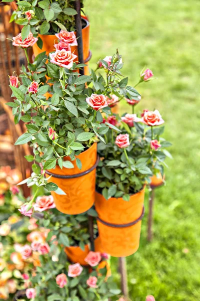 Rosas en maceta — Foto de Stock