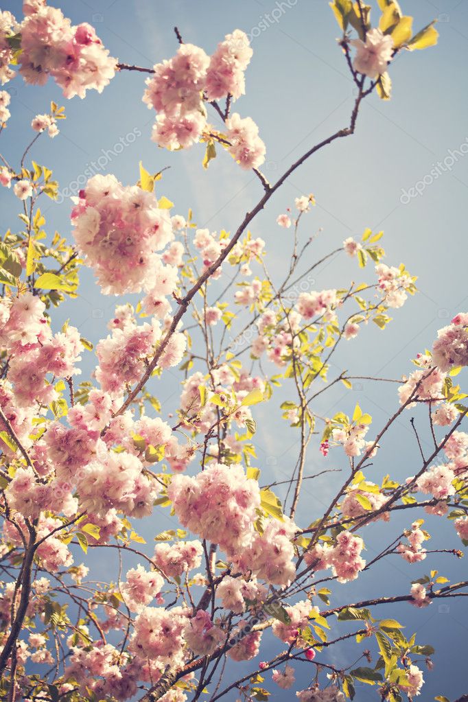 Cherry blossoms Stock Photo by ©feferoni 22211175