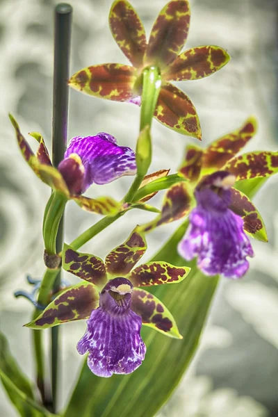 Орхідеї Zygopetalum — стокове фото