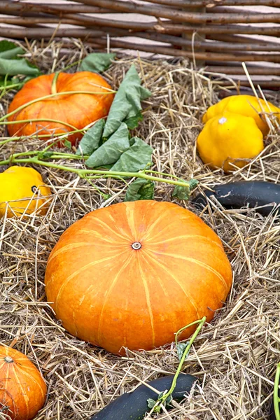 Courgette en pompoenen — Stockfoto