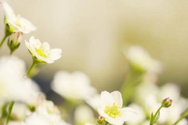 Hassas beyaz çiçekler — Stok fotoğraf