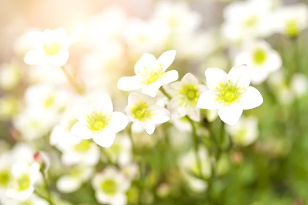Beyaz çiçekleri alan — Stok fotoğraf