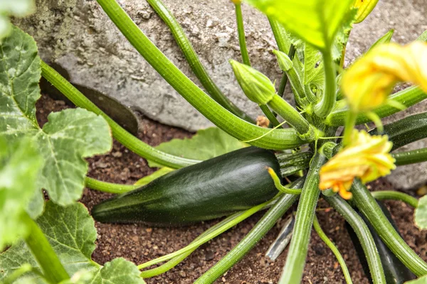 Courgette plant — Stock Photo, Image