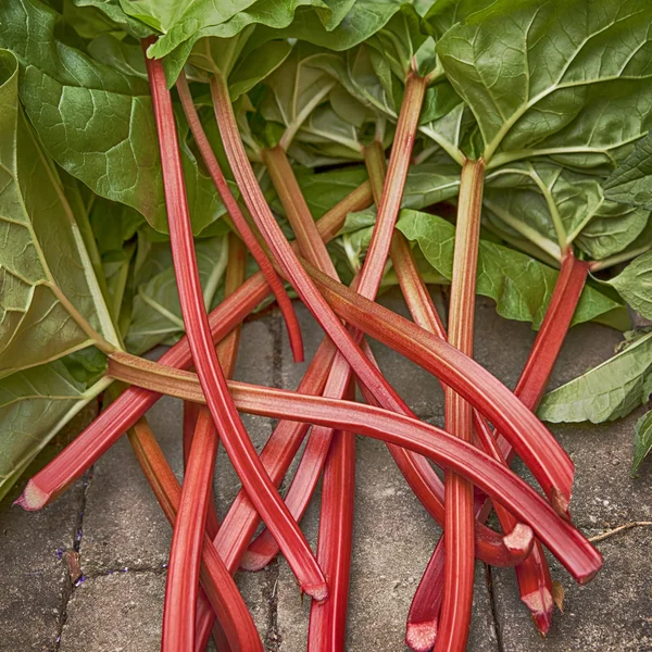 Rhubarb — Stock Photo, Image