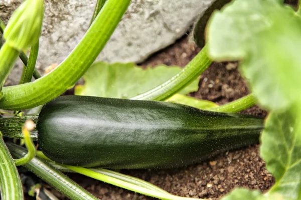 Ripe Courgette — Stock Photo, Image