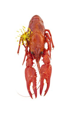 Crayfish isolated clipart