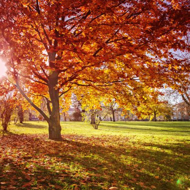 renkli sonbahar park