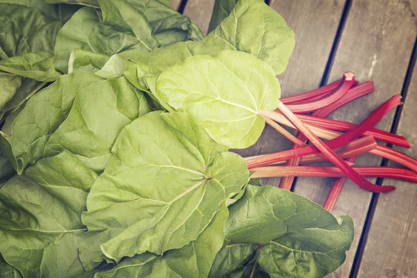 Freshly picked rhubarb — Stock Photo, Image