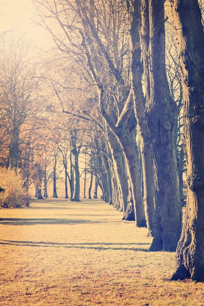 Morning trees — Stock Photo, Image