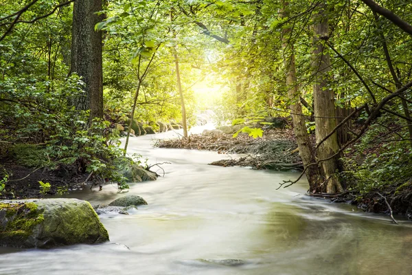 Waldbach — Stockfoto