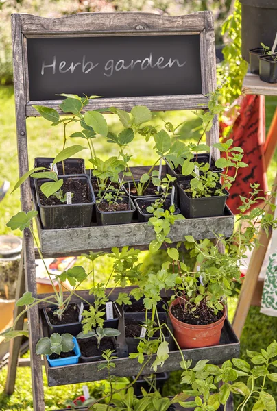 Garden herb nursery — Stock Photo, Image