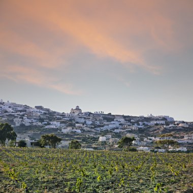 Santorini bağ peyzaj