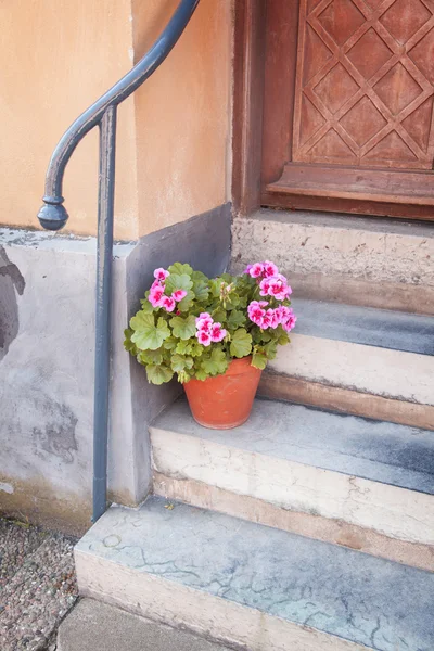 Topfpflanze vor dem Haus — Stockfoto