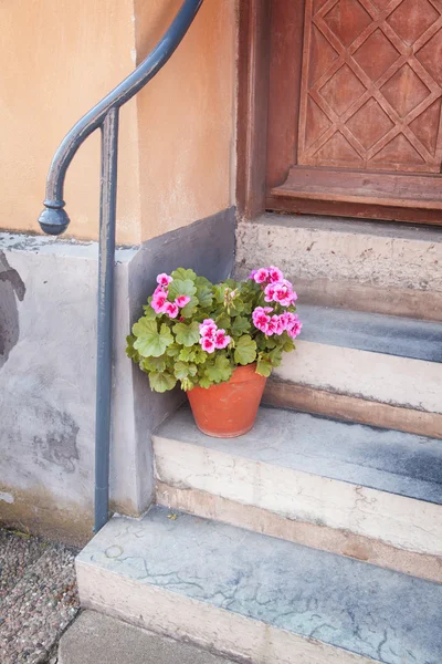 Pianta in vaso anteriore della casa — Foto Stock