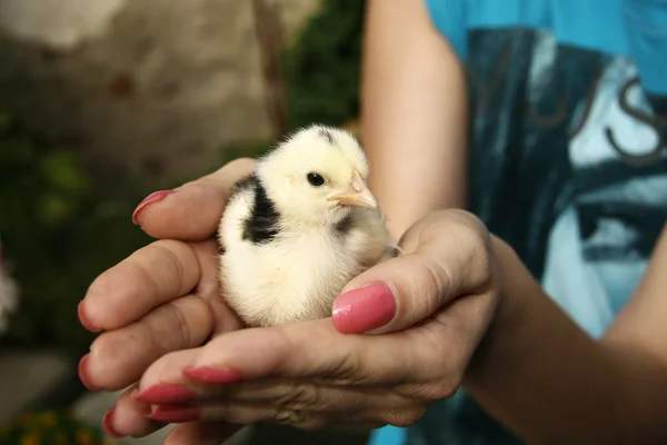 Hands holding a little chick — Stock Photo, Image