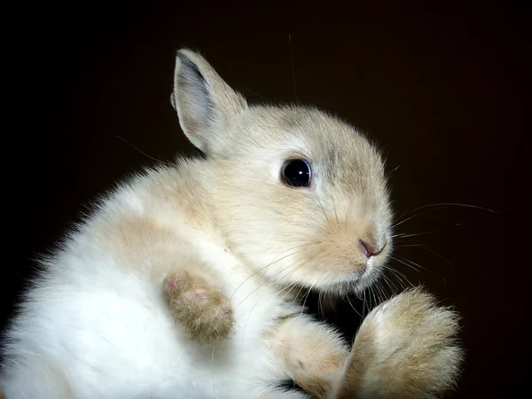 Bunny running in the dark — Stock Photo, Image