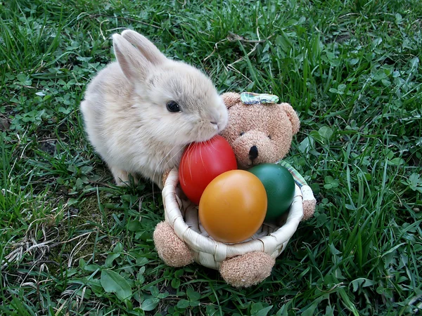 이 귀여운 토끼 스톡 사진