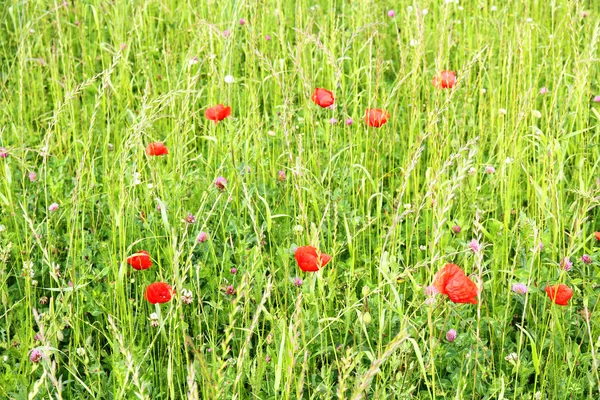 Sebuah Meadow dengan Bunga Poppy — Stok Foto