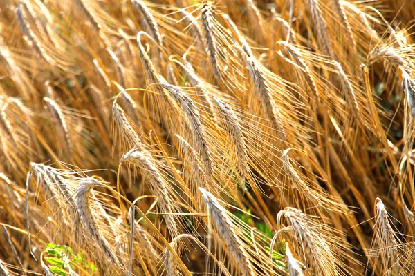 Campo de trigo — Foto de Stock