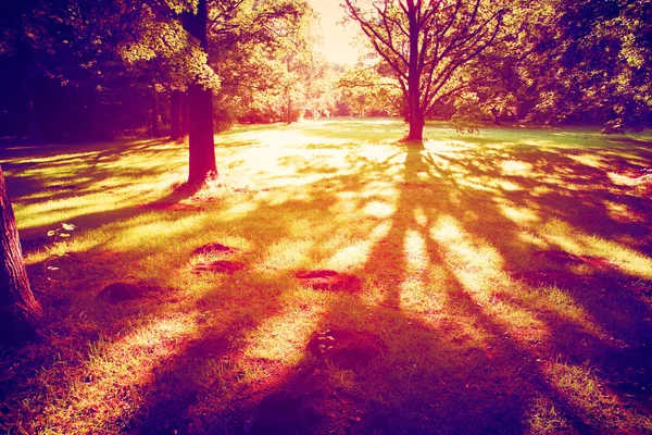 落日在树林里 — 图库照片