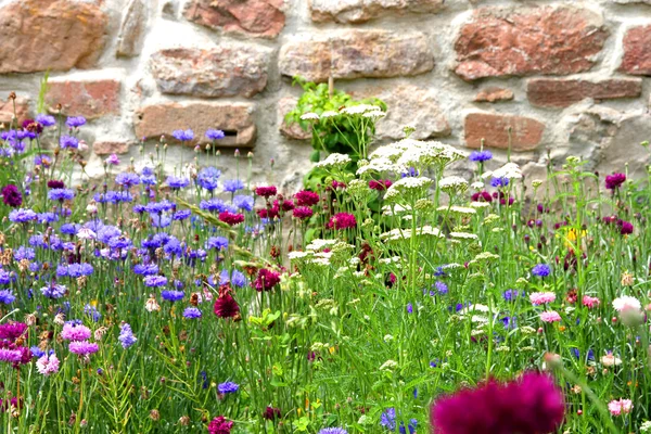 Vilda blommor — Stockfoto