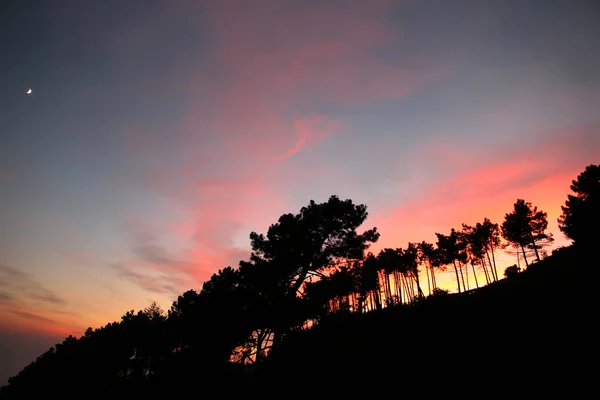 在夕阳下树剪影 — 图库照片