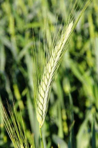 Wheat Grain — Stock Photo, Image