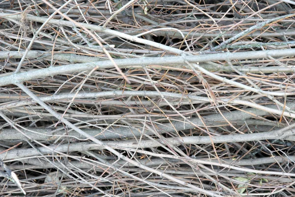 Dead Branches — Stock Photo, Image