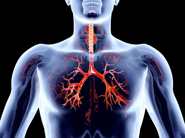 Internal Organs - Bronchial Arteries — Stock Photo, Image