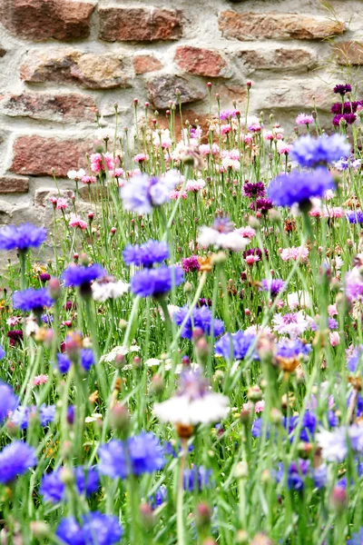 Vilda blommor — Stockfoto