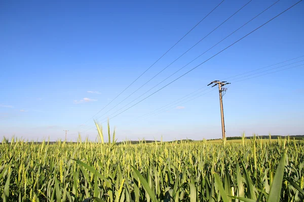 Elektrische leidingen in een tarweveld — Stockfoto