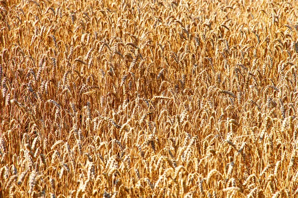 Tarweveld — Stockfoto