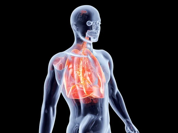 内部器官-肺 — 图库照片