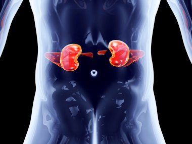 Internal Organs - Kidneys clipart
