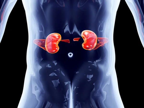 Internal Organs - Kidneys — Stock Photo, Image