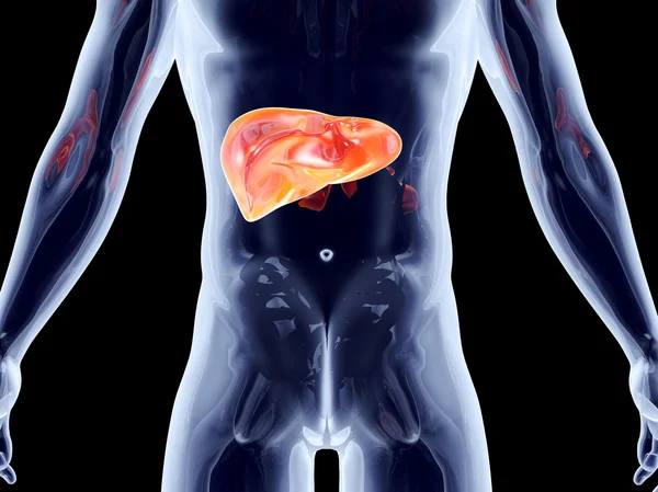 内部器官 - 肝臓 — ストック写真