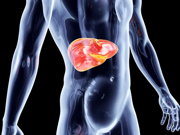 Internal Organs - Liver — Stock Photo, Image